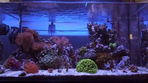 Морской Рифовый Аквариум - Пенник, Флотатор, Скиммер