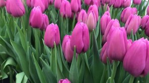 Сорт Ozon (Озон). Выгонка тюльпанов к 8 Марта