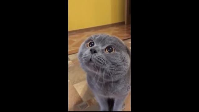 Кот говорит голова болить смотреть онлайн