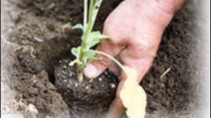 Описание сорта баклажана алмаз, выращивание и уход