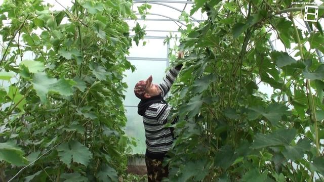 КАК УСКОРИТЬ ВЫЗРЕВАНИЕ ВИНОГРАДНОЙ ЛОЗЫ И УРОЖАЯ ВИНОГРАДА? ВЫРАЩИВАНИЕ ВИНОГРАДА В ТЕПЛИЦЕ