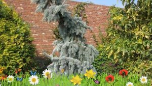 Ель колючая Глаука Пендула ? Обзор: посадка и уход. крупномеры ели: описание и особенности