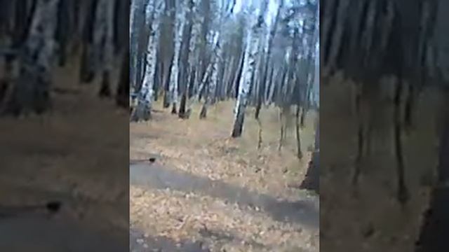 MOV 0000096 зона смешанных +и широколиственных лесов 07 смотреть онлайн