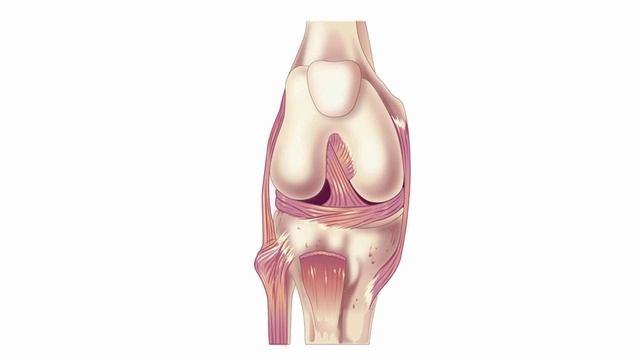 USMLE RX - 8.Анатомия - 1.Анат,физо - 9.Обследование коленного сустава