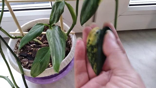 Филодендрон Кобра жёлтая. Прошу совета! смотреть онлайн