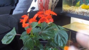 PLANTA SALVIA ROJA, PLANTA CORAL Cuidados .@VeronicaCampaniniPlantas