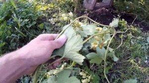 Ризомы хмеля для заказчиков