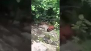 Араб про карачаевских лошадей