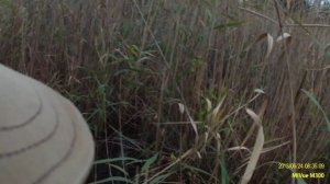 Охота на уток с Сайгой 12