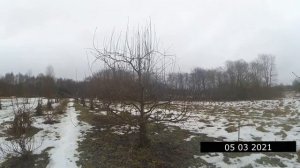 Что делать с волчками на груше.