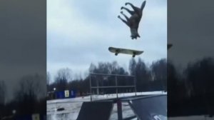 волки на турниках