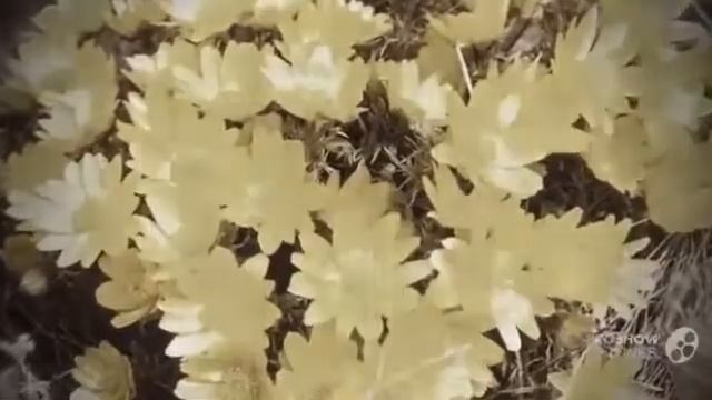 Цветы Горицвет (Adonis Vernalis flower)