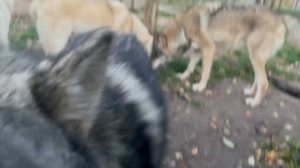 Гибрид Волка и Маламута после болезни попал в свою семью ‼️.mp4