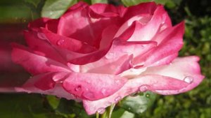 Цветочное танго