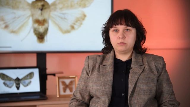 Американская кукурузная совка (Helicoverpa zea (Boddie)) смотреть онлайн