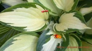 Хоста гибридная Крисмас Кэнди (christmas candy) ? обзор: как сажать, луковицы хосты Крисмас Кэнди