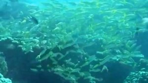 Жёлтопёрый карась