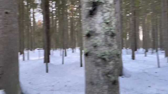 Линдуловская роща: Скользим по дорогам,утопаем в сугробах