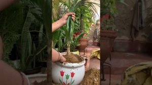 Care repotting and propagation of pony tail/Nolina palm