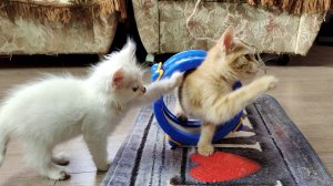 Забавные котята играют со сломанным барабаном. Часть 2.