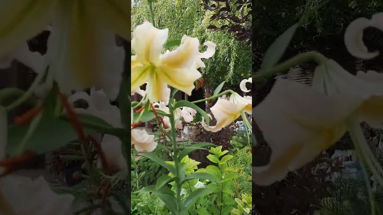 Лилия цветет... смотреть онлайн