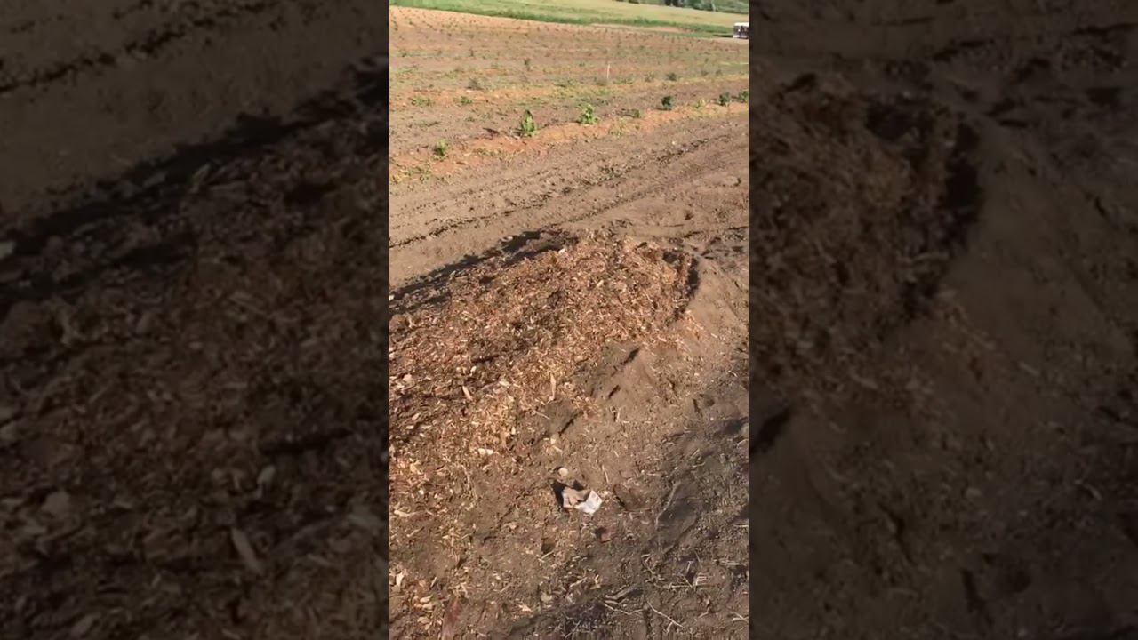 Сколько нужно субстрата на 10 метров траншеи для голубики. #голубика #agriculture смотреть онлайн