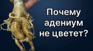 Почему этот адениум не цветет? Набирает бутоны и сбрасывает. И плохо растет! 20 апреля 2024 г.