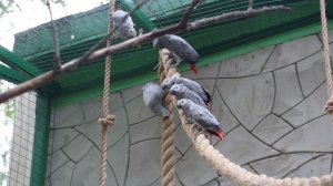 Жако зоопарка Мадагаскар