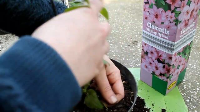 Clematis e Passiflora: piante rampicanti Lidl Pollice Verde смотреть онлайн