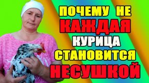 Почему НЕ КАЖДАЯ курица становится НЕСУШКОЙ.