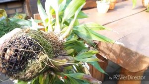 ЦЕЛОГИНА , не Кристата ?. Как я выращиваю эти орхидеи.