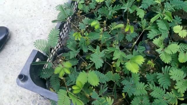 Ollohning mo`jizasi/Турсунзаде 2017 Hafa bo`laman gul смотреть онлайн