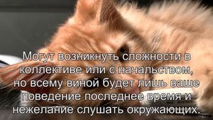 К чему снится Пума? Толкование сна по сонникам Фрейда и Миллера