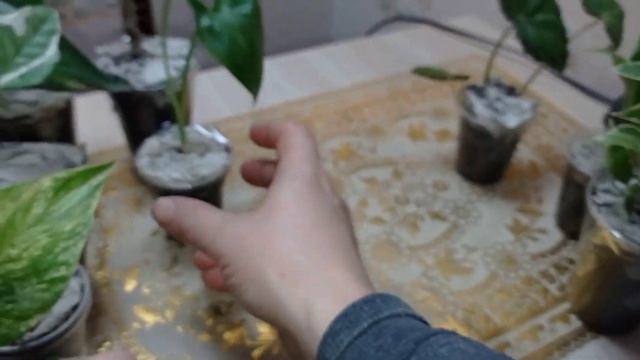 Пополнение коллекции, сциндапсусы, спатифиллум, калла, бегония, фикус Бенжамина, молочай мили смотреть онлайн