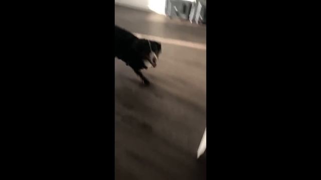 Reasons You SHOULD Get A Bernese Mountain Dog смотреть онлайн