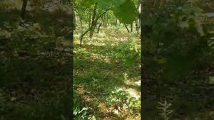 заросли ежовика гребенчатый массовый сбор