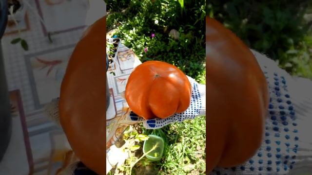 Крупный помидор сорт Линда.Сочи смотреть онлайн