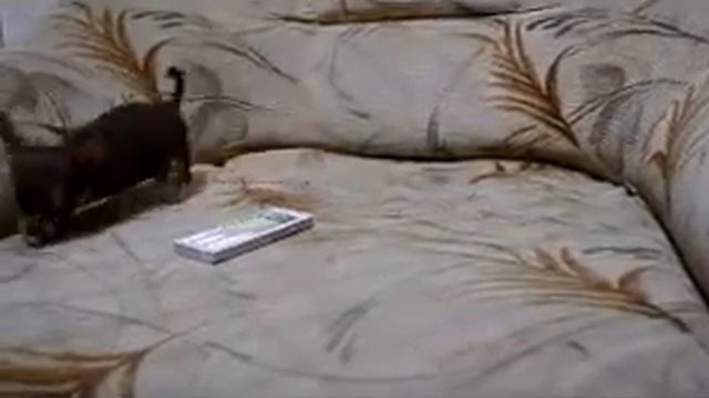 чихуахуа шоколадного окраса смотреть онлайн