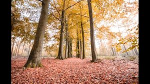 О внезапной смерти. Святитель Николай Сербский #Николай_Сербский