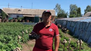 ?Как заработать 500 тысяч рублей на своём приусадебном участке или даче ?