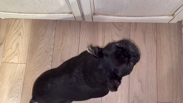 Едят ли французские бульдоги креветки ? смотреть онлайн