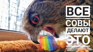 Сова Ёль плюёт погадку. Что такое погадка и зачем она? Неаппетитное видео