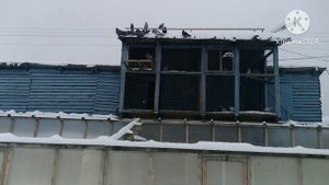 Димкино хозяйство. Голуби 44. Свердловские.