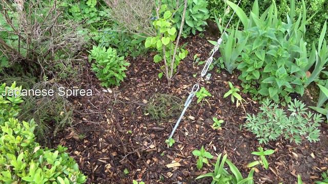 Spring Garden/Front Garden in Mid-May смотреть онлайн