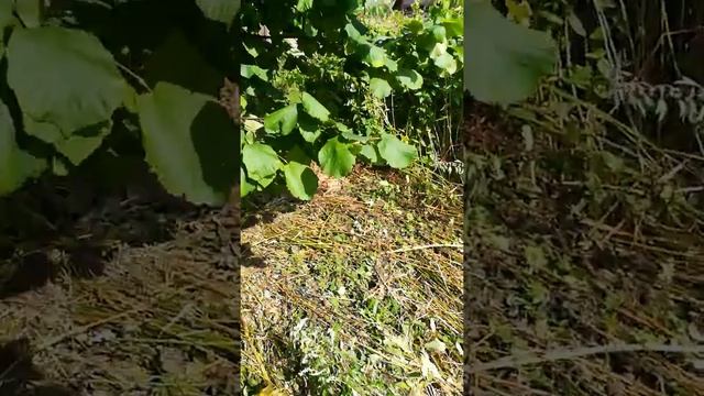 Ореховое дерево(лещина) смотреть онлайн