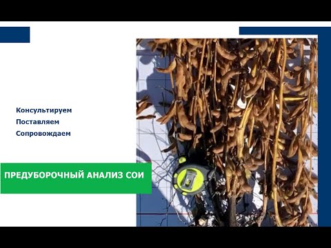 Предуборочный анализ сои/Сельское хозяйство в России/Вуксал