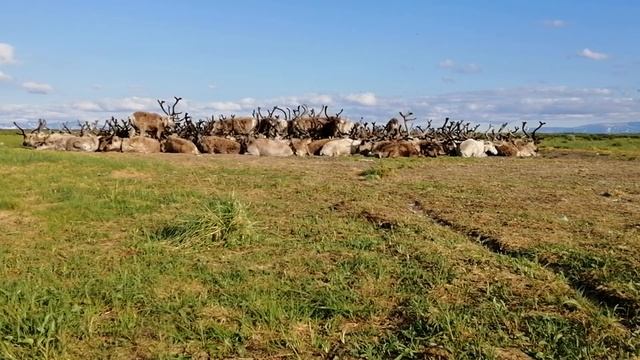 Стадо упряжных оленей отдыхают смотреть онлайн