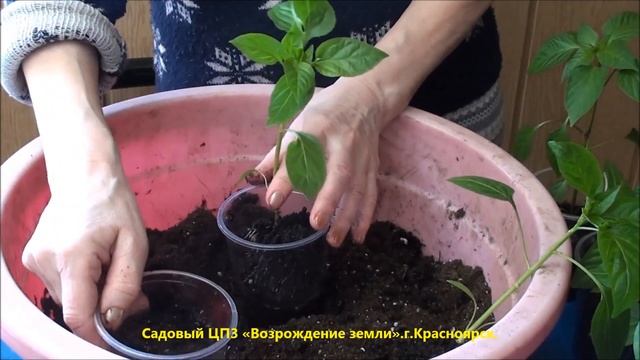 Как правильно пересадить рассаду перца? смотреть онлайн