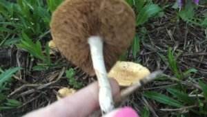 УРОЖАЙ ГРИБОВ в огороде! Съедобные или поганки? ?