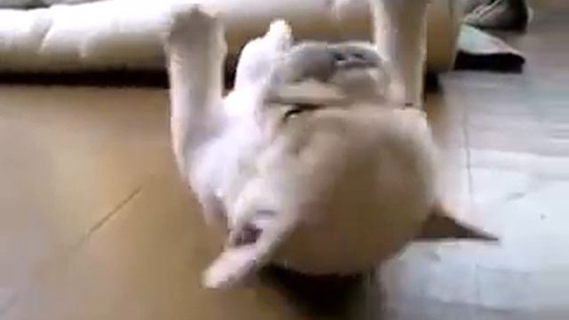 Щенок-валяшка)))) смотреть онлайн